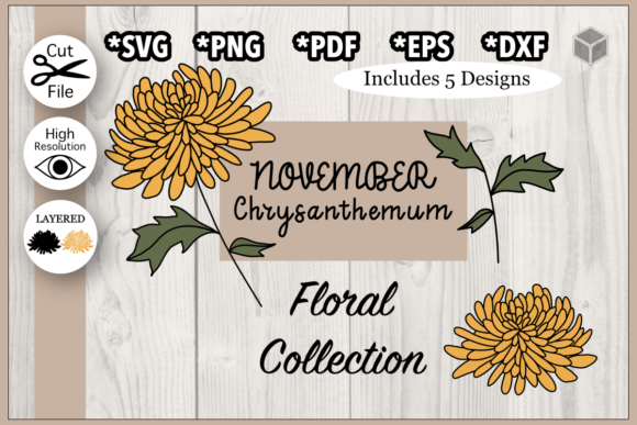 Download November Chrysanthemum Flower - Premium Resources